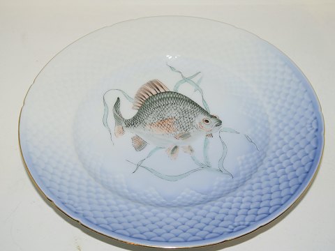 Måge med guldkantFisketallerken Nr. 7 Karudse