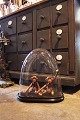 Dekorativ , gammel oval fransk glas
Dome / Globe på sort træ bund til udstilling.
Total H: 42cm...
